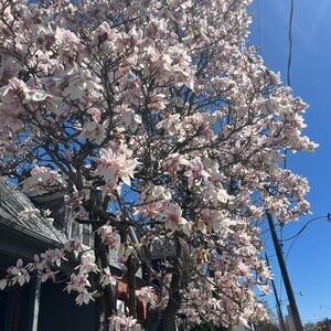 Meet your Posher, Vivian